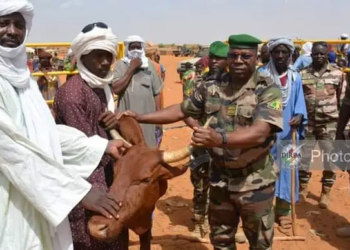 GAO : Les FAMA récupèrent une soixantaine de têtes de bœufs volées