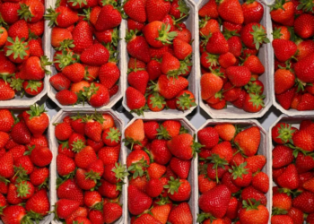 Légumes et fruits : Le Maroc exporte 35 000 tonnes vers l’Allemagne