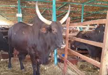 Les enlèvements des animaux dans la région de Gao : un phénomène inquiétant