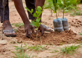 Pourquoi les projets de reboisement en Afrique, tels que la Grande Muraille Verte et l&rsquo;Opération Sahel Vert, peinent-ils à se pérenniser dans la lutte contre la désertification ?