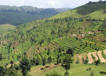 Impacts climatiques en Afrique : Prosper Africa et ImpactA Global unissent leurs forces