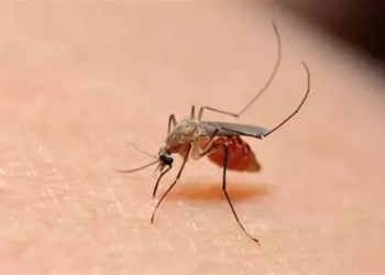 Nord Mali : des épidémies de paludisme et de diphtérie font rage