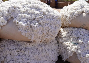 Agriculture : Le Mali récupère sa place de premier producteur de coton en Afrique