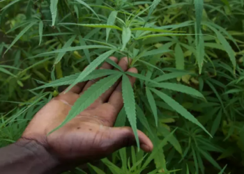 Bougouni : Démantèlement de 10 hectares de cannabis