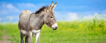 Kati : La viande d’ânes au marché de Kati