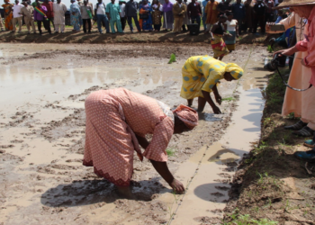 L’irrigation renforce la résilience climatique au Mali