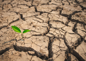 La SADC lance un appel de 5,5 milliards de dollars pour lutter contre la sécheresse