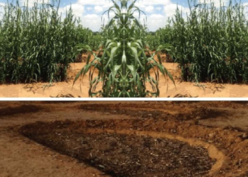 Burkina Faso : demi-lunes, quand la technique favorise l’agriculture productive au Nord