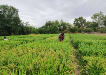 Production de riz au Sanmatenga : Orylux 6, une digue contre la sécheresse