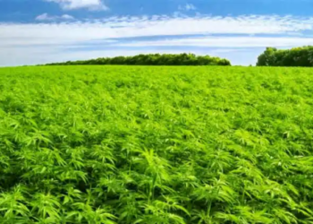 Bougouni : Découverte d&rsquo;un champ de cannabis de 1 000 plants