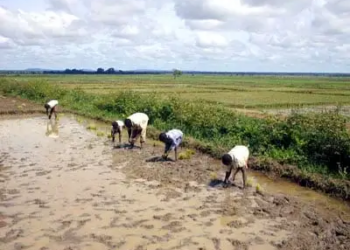 Insécurité dans les zones agricoles de l’Office du Niger : Péril sur la production et les recettes de la redevance-eau ?