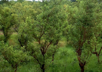 Forêts classées du Burkina : le « poumon vert » en péril face à des décennies de laxisme politique