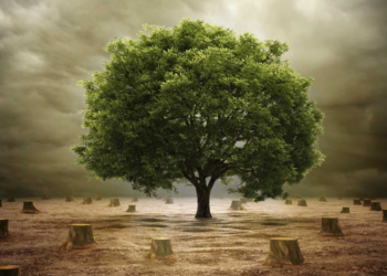  Côte d’Ivoire – Mali : cartographie d’une déforestation « autorisée »