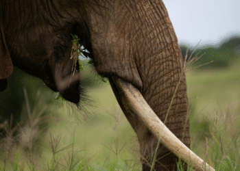 Bénin/Trafic illicite d’ivoire d’éléphants Des millions de dollars en jeu