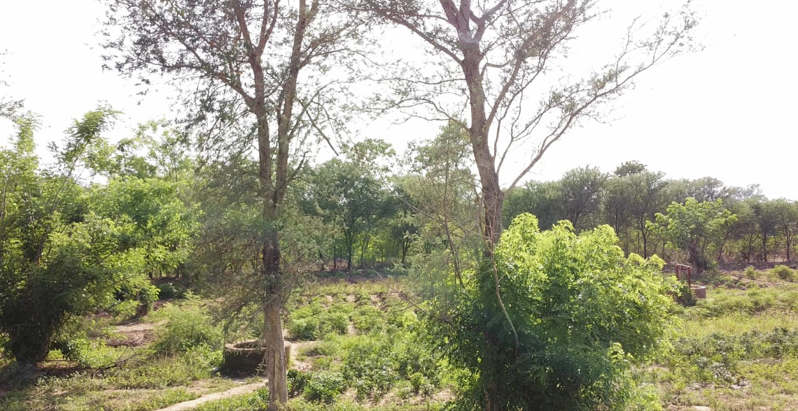 Bois d’énergie et désertification au Mali : une spirale écologique incontrôlée