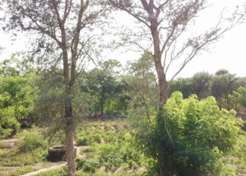 Bois d’énergie et désertification au Mali : une spirale écologique incontrôlée